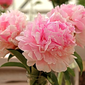 Paeonia lactiflora Lady Orchid - Pioenroos