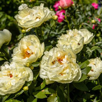 Paeonia lactiflora Lemon Chiffon - Pioenroos