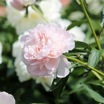 Paeonia lactiflora Madame Calot - Pioenroos
