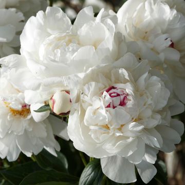 Paeonia lactiflora Marie Lemoine - Pioenroos
