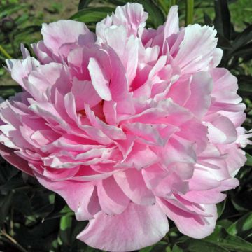 Paeonia lactiflora Miss Eckhardt - Pioenroos