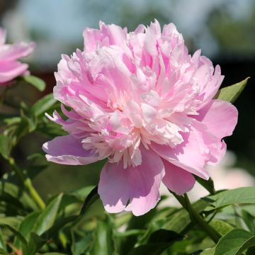 Paeonia lactiflora Monsieur Jules Elie - Pioenroos