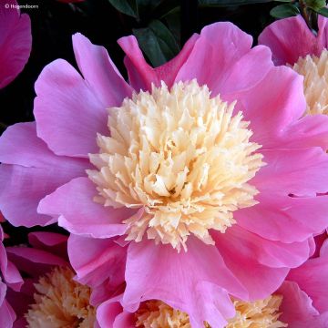 Paeonia lactiflora Mr G.F. Hemerik - Pioenroos