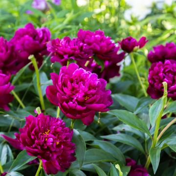 Paeonia lactiflora Peter Brand - Pioenroos