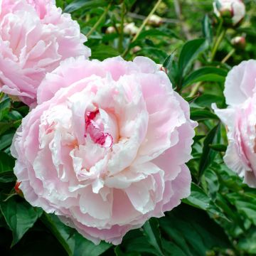 Paeonia lactiflora Shirley Temple - Pioenroos