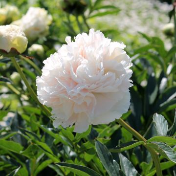 Paeonia lactiflora Solange - Pioenroos