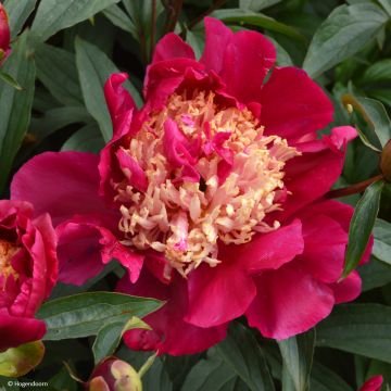Paeonia lactiflora Tom Cat - Pioenroos