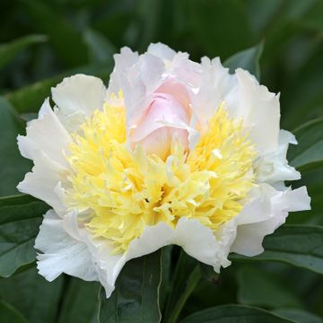 Paeonia lactiflora Top Brass - Pioenroos