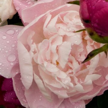 Paeonia lactiflora Konigin Wilhelmina - Pioenroos