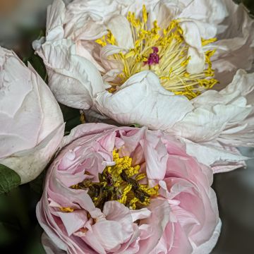 Paeonia Blushing Princess - Pioen