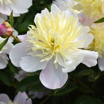 Paeonia lactiflora Butter Bowl - Pioenroos