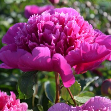 Paeonia lactiflora Purple Spider - Pioenroos