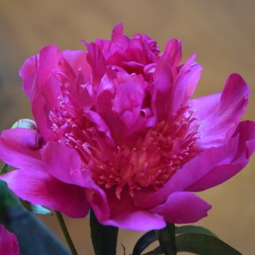 Paeonia lactiflora Sebastiaan Maas - Pioenroos