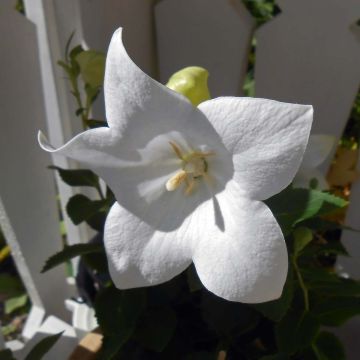 Platycodon grandiflorus Astra Wit - Ballonklokje