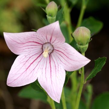 Platycodon grandiflorus Perlmutterschale - Ballonklokje