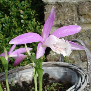 Pleione formosana bol - Aardorchidee