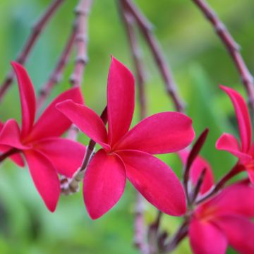 Plumeria rubra - Frangipanier