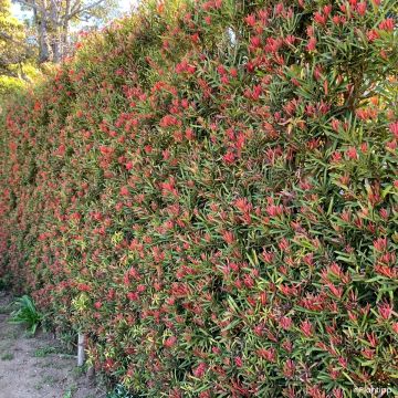 Podocarpus macrophyllus Mood Ring - Japanse boeddahden