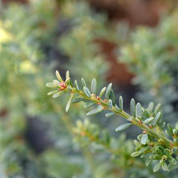 Podocarpus lawrencii Blue Gem - Tasmaanse conifeer