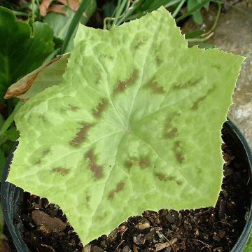 Podophyllum Kaleidoscope - Voetblad