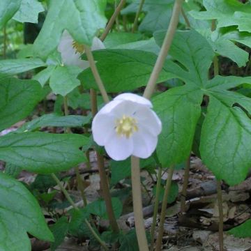 Podophyllum peltatum - Schildvoetblad