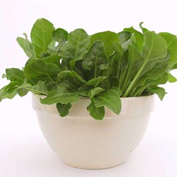 Snijbiet Witerbi BIO - Ferme de Sainte Marthe