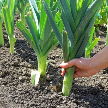 Prei Grote lange zomer 2 - Vilmorin