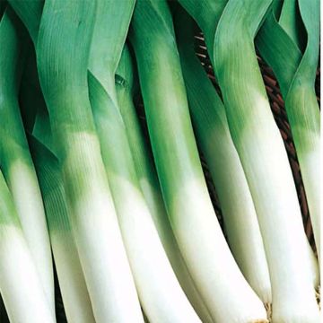 Prei Grote lange zomer