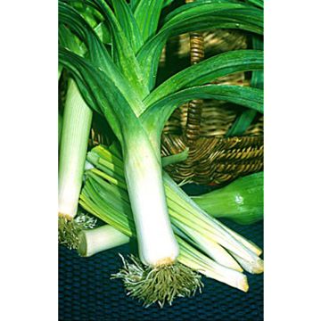 Prei Gele dikke van Poitou