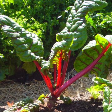 Snijbiet Rhubarb Chard