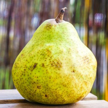 Perenboom Bergamotte van Parthenay BIO