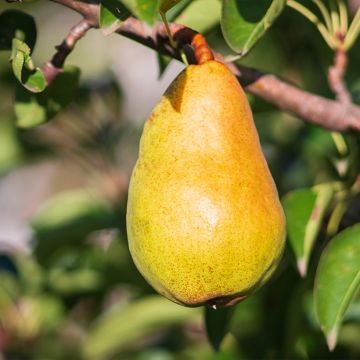 Perenboom Beurré Lebrun BIO