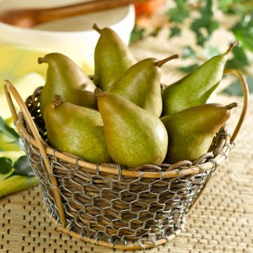 Perenboom Delbard Gourmande Georges Delbard