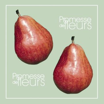 Perenboom William's Rouge