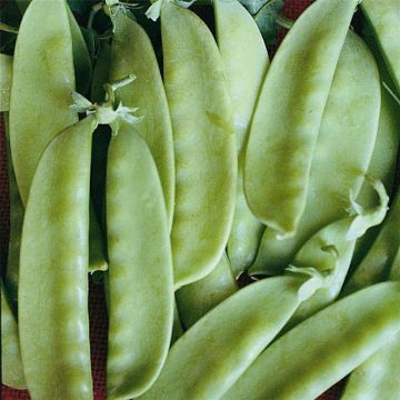 Peulerwt Caroubel - Ferme de Sainte Marthe