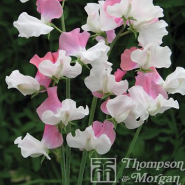 Lathyrus odoratus Promise (zaad) - Siererwt