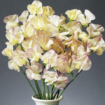 Lathyrus odoratus High Scent (zaad) - Siererwt