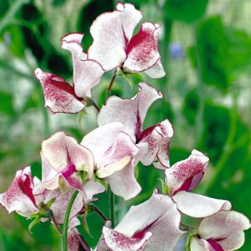 Lathyrus odoratus Wiltshire Ripple (zaad) - Siererwt