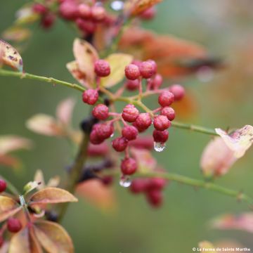 Japanse peperboom BIO Ferme de Sainte Marthe - Zanthoxylum piperitum (zaad)