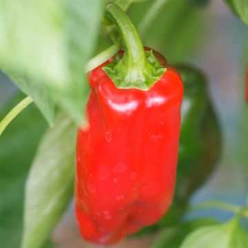 Paprika Marconi Rosso BIO - Ferme de Sainte Marthe