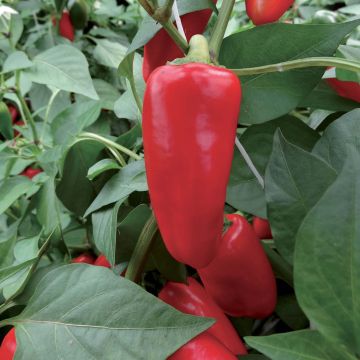 Paprika Sweetmie Red (jonge planten)