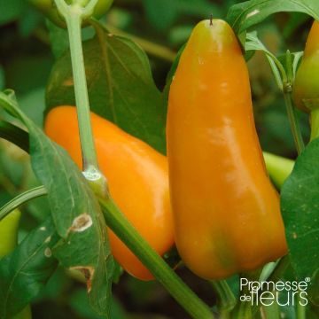 Paprika Terrazzi F1 (jonge planten)