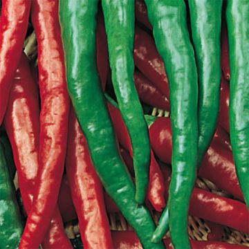 Paprika Doux très long des Landes BIO