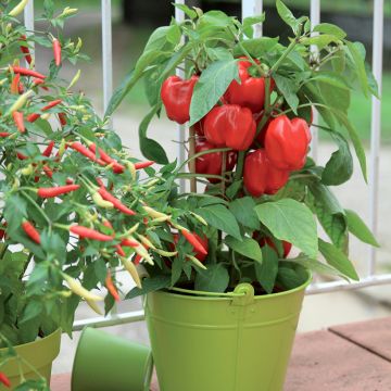 Paprika Midinor Red F1 (jonge planten)