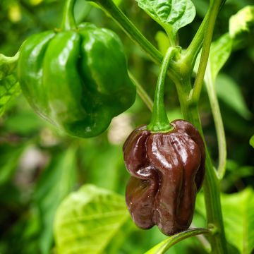 Minipaprika Mini Chocolate Bell - Ferme de Sainte Marthe