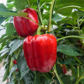 Paprika Jericho F1 (jonge planten - geënt)
