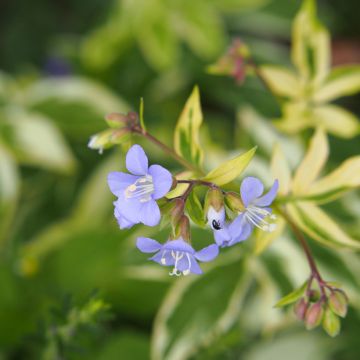 Polemonium Stairway to Heaven - Griekse valeriaan
