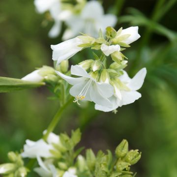 Polemonium caeruleum Album - Jakobsladder