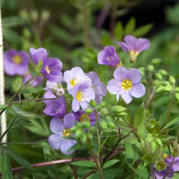 Polemonium caeruleum Lambrook Mauve - Jakobsladder