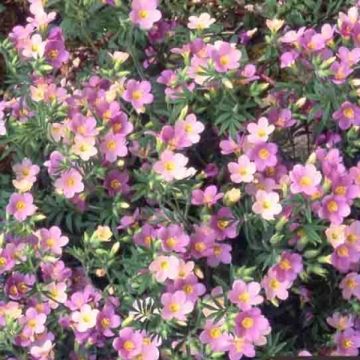 Polemonium carneum Apricot Delight - Jakobsladder